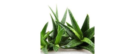 Lubricantes aloe vera