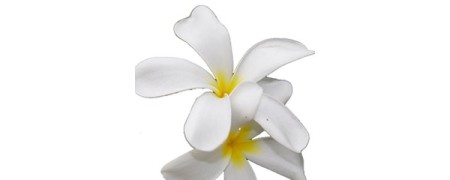 Aceite esencial de Jazmin - Jasminum Grandiflorum