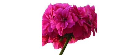 Venta de aceite esencial de Geranio 