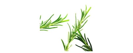 Aceite esencial de Romero