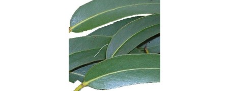 Aceite esencial de Eucalipto