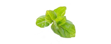 Aceite esencial de Menta