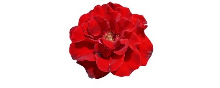 Aceite esencial de Rosa