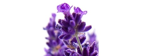 Inciensos de lavanda