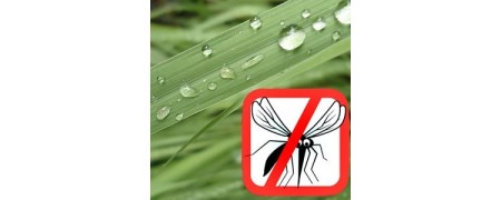 Compra Inciensos de citronela