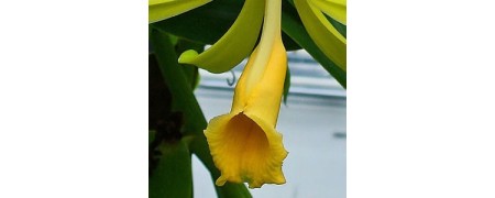 Inciensos de vainilla