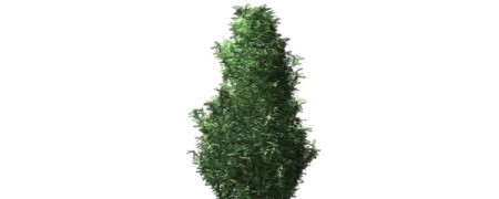 Tienda donde comprar aceite esencial ciprés