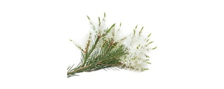 Tienda donde comprar aceite esencial árbol de té