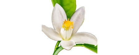 Aceites Esenciales de Azahar para Masaje y Aromaterapia