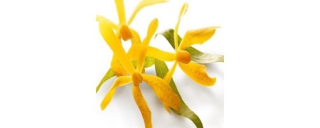 Ylang Ylanga, tienda donde comprar aceite esencial.