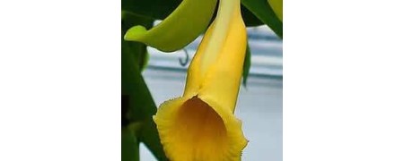 Velas con olor a vainilla