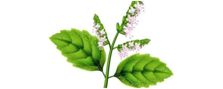 Compra aceites esenciales de Patchouli
