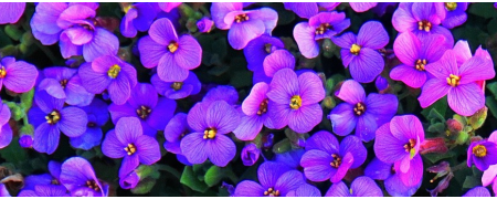 Inciensos de violetas