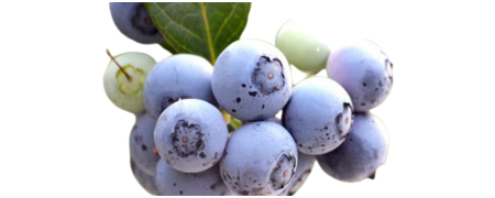 Preservativos de Arándanos